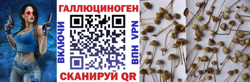 blacksprut онион Кондрово Псилоцибиновые грибы Cubensis